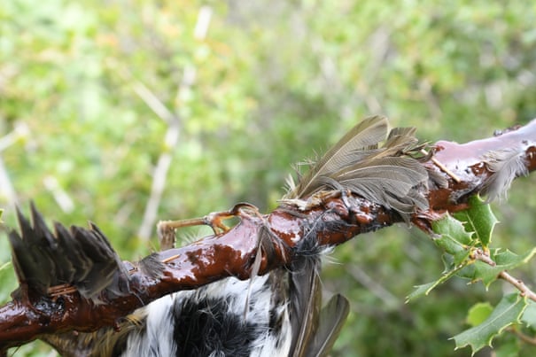 Slaughter of the songbirds: the fight against France's 'barbaric' glue traps 5568