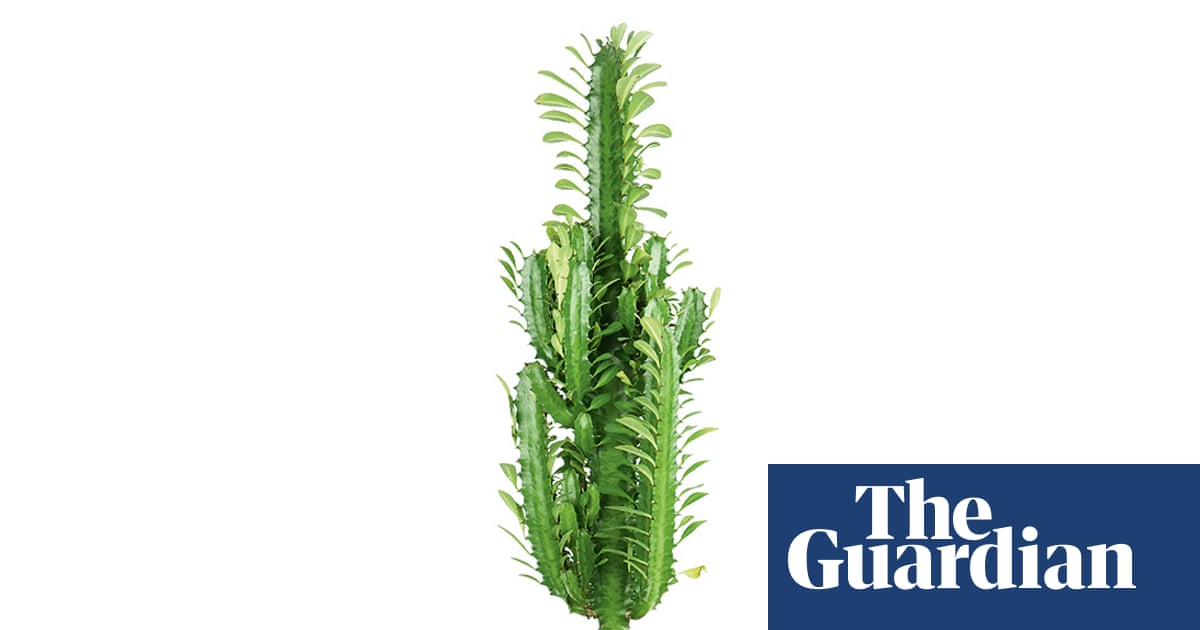 Houseplant clinic: my ‘cactus’ is getting too tall for my room
