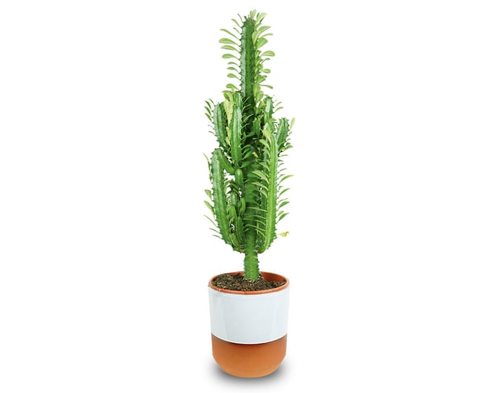 Houseplant clinic: my ‘cactus’ is getting too tall for my room