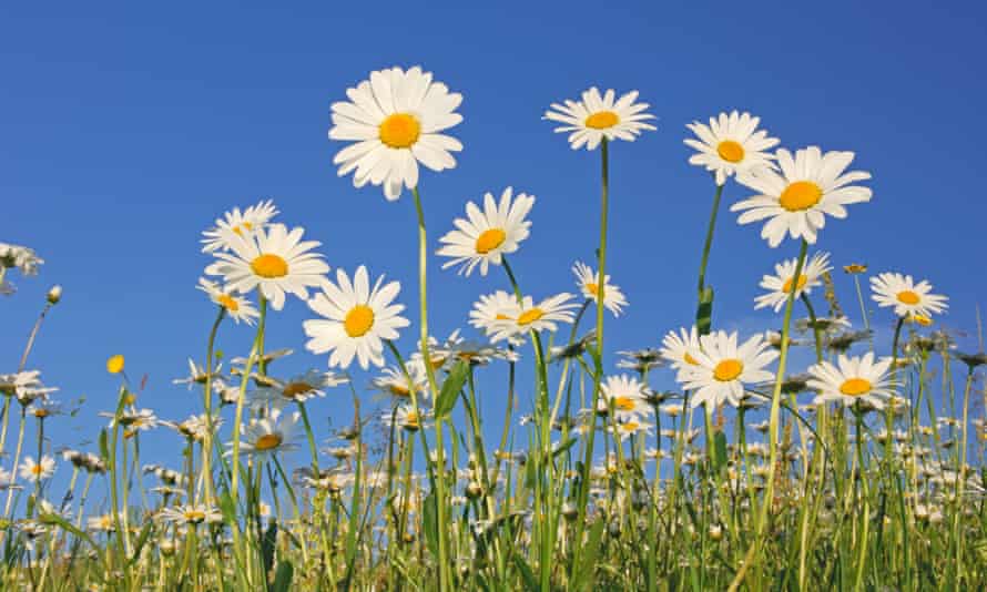 Oxy Daisy area.