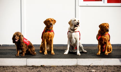 Asher, Belle, Tala and Florin training at Medical Detection Dogs.