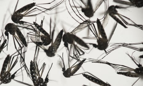 Aedes aegypti mosquitoes, responsible for transmitting dengue and Zika.
