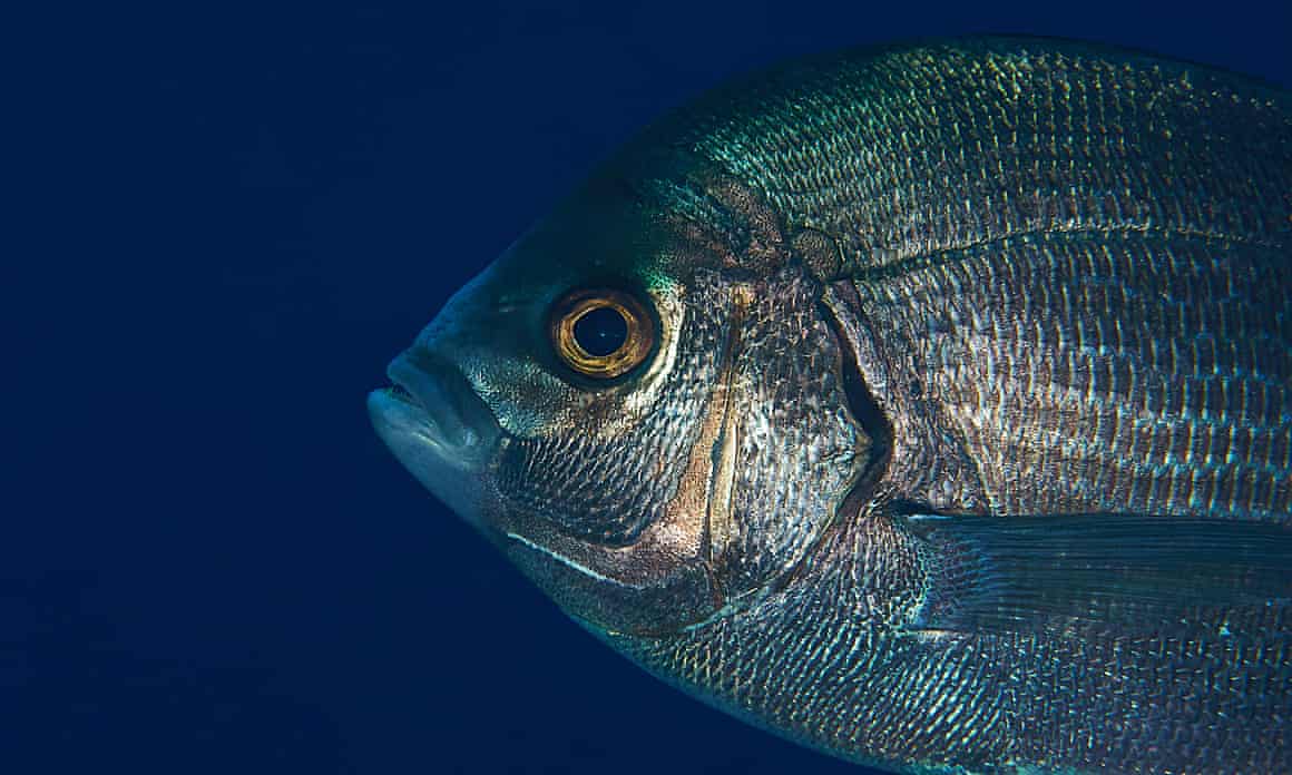A sea bream