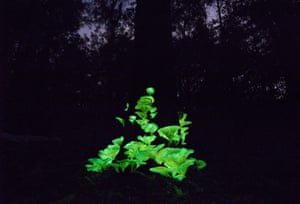 Bioluminescent fungi