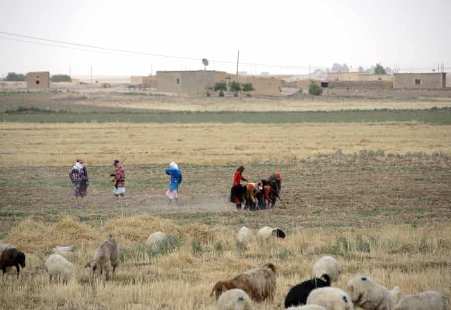 Syrian women till the fields in the drought-hit region of Hasaka in northeastern Syria