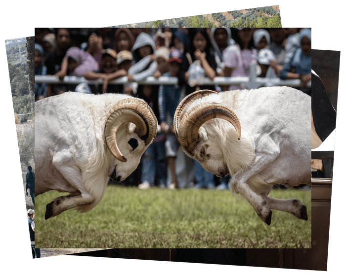 Rebel nuns, naked green people and a ram fight: photos of the weekend