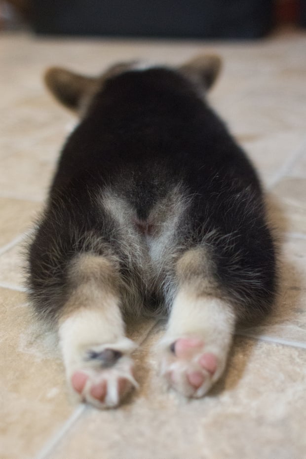 A small Welsh Pembroke Corgi lays flat on a tile floor with its legs out. Its bottom is shaped like a heart.