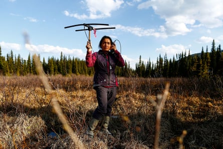 Gauthier, uses telemetry equipment to pinpoint the locations of pregnant and newly delivered endangered mountain caribou.