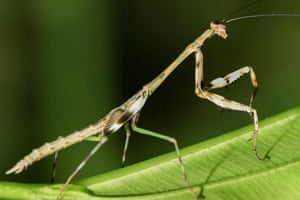 A praying mantis in the Chirripó valley, Costa Rica