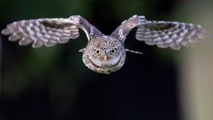 Uma corujinha é capturada em pleno vôo em Potters Bar, Hertfordshire, Reino Unido. O filhote de um mês estava tendo um de seus primeiros voos estranhos do ninho