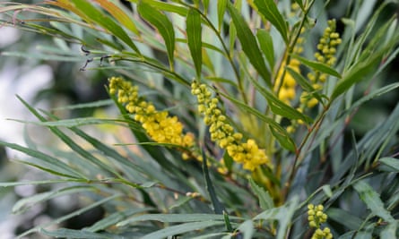 Mahonia ‘Soft Caress’.