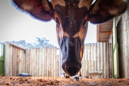 Close up of a mountain bongo’s face looking at the camera.