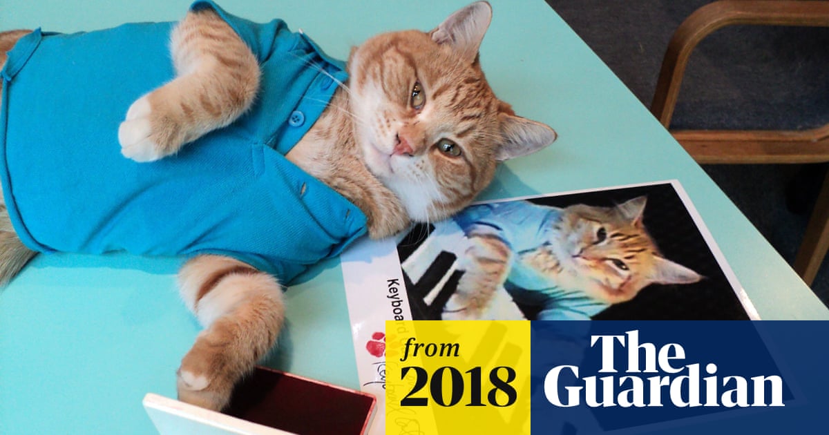 Bento The Keyboard Cat Internet Sensation And Youtube Star Dies