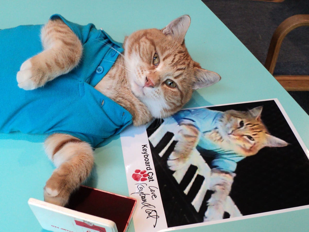 Keyboard Cat Know Your Meme