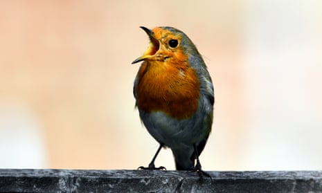 A robin singing.