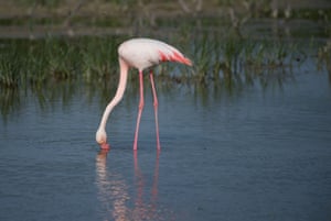 A flamingo is seen foraging at Fuente de Piedra Lake, Spain. The recent rains in the province of Málaga has allowed the water level of the lagoon to rise and the arrival of thousands of flamingos to begin their breeding cycle. This lagoon is a nature reserve and breeding ground for flamingos