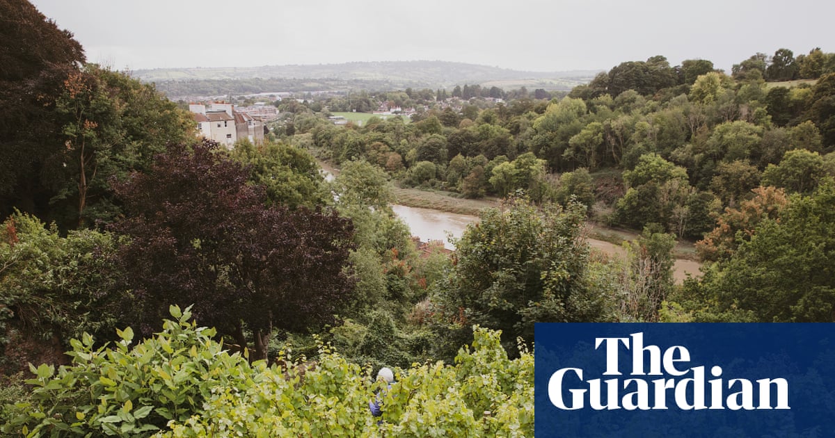 Bristol's backyard vineyards: foot-stomping grapes in the garden
