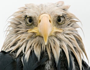 Bold eagle