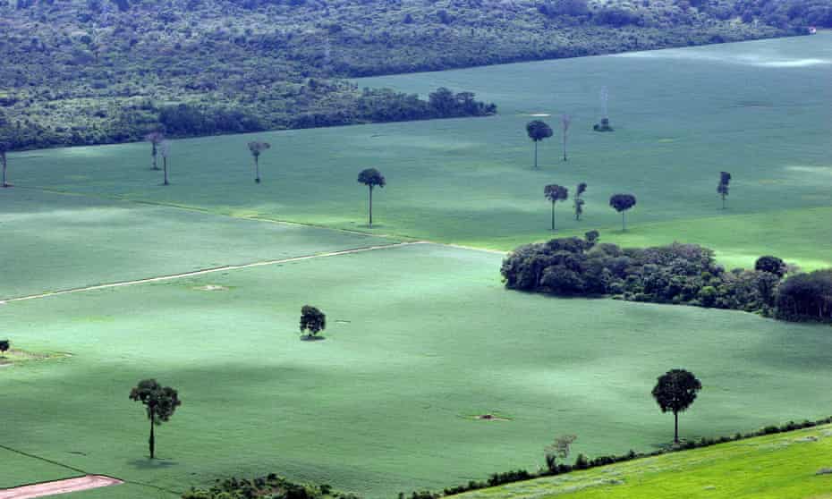 A soy plantation in Amazon rainforest near Santarem in Brazil, with a few isolated Brazil nut trees remaining.