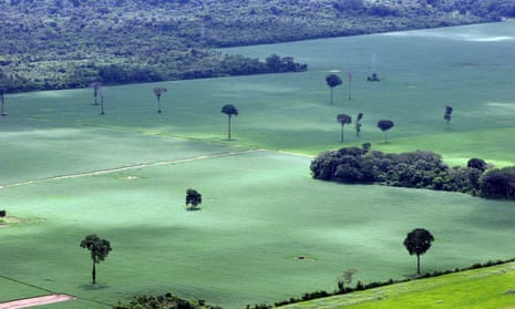 A soy plantation in Amazon rainforest near Santarem in Brazil, with a few isolated Brazil nut trees remaining.