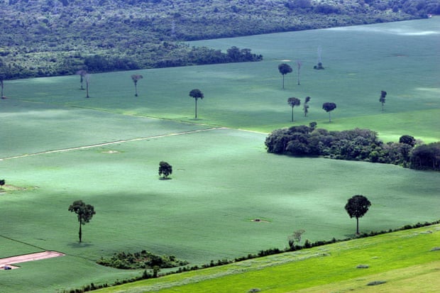A soy plantation in the Amazon rainforest near Santarém, Pará, north Brazil.