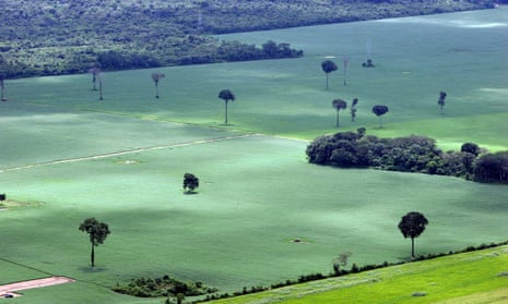 A soy plantation in the Amazon rainforest near Santarem, Brazil.
