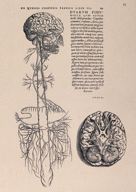 The vagus nerve runs from the gut to the brain.