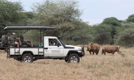 A safari tour shows of the white rhinos in a Zimbabwe reserve.
