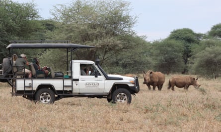 Tur safari menunjukkan badak putih di cagar alam Zimbabwe.
