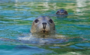 A grey seal pokes its head out of a pool of green water