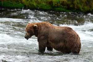 Bear 32 hunts for food in preparation for Fat Bear Week. The National Park Service in Alaska, US, holds an annual event highlighting the preparations made by the brown bears of Katmai as they get ready for hibernation. V