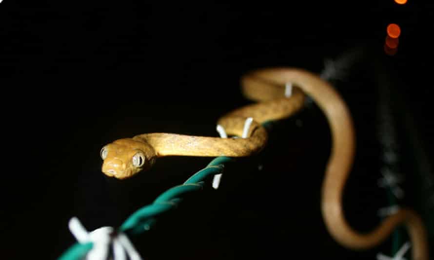 The current population of invasive brown tree snakes on Guam is approximately 1-2 million. The snakes have caused the extinction of most of the island’s native wildlife, thousands of power outages and widespread loss of domestic birds and pets.