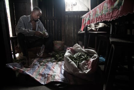 Vanilla producer 43-year old Patrick Razafiarivo separates green vanilla beans on May 26, 2016 in the municipality of Ambomalaza, Sambava, Madagascar