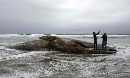 two men standing on the jaw of a dead whale