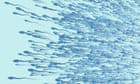 Why have sperm counts more than halved in the past 40 years? - podcast