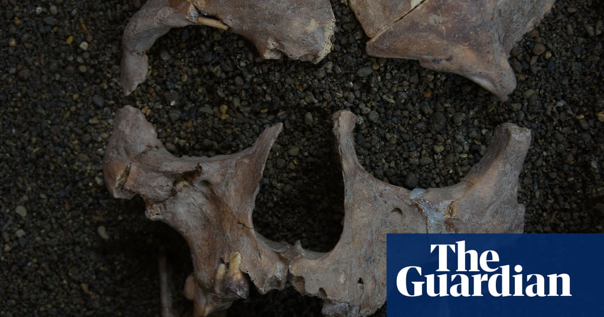 Indonesian foragers may have sucked on mind-altering nuts 25,000 years ago, research finds Indonesian foragers may have sucked on mind-altering nuts 25,000 years ago, research finds