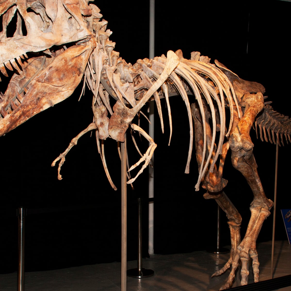 Dinosaur Fossil Collectors Price Museums Out Of The Market Science The Guardian Dinosaur Fossil Collectors Price Museums Out Of The Market Science The Guardian