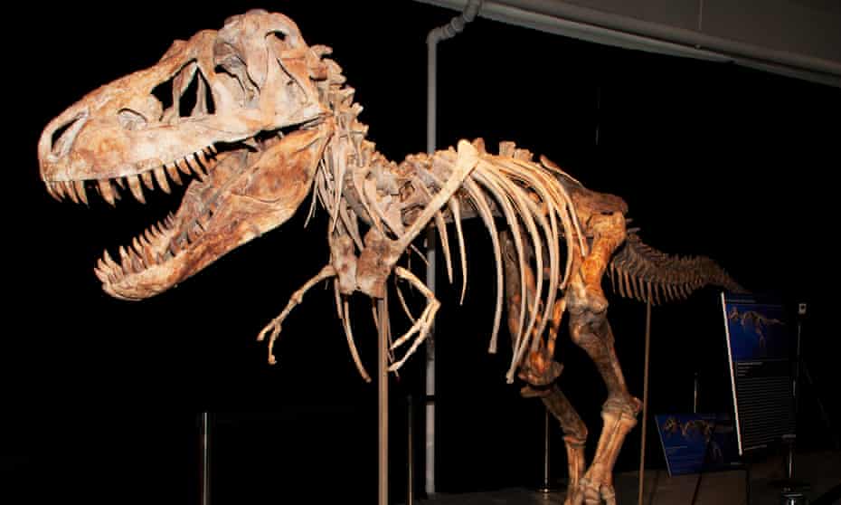 The skeleton of a Tyrannosaurus bataar dinosaur. Actor Nicolas Cage has handed back the skull of a bataar that had been stolen from Mongolia.