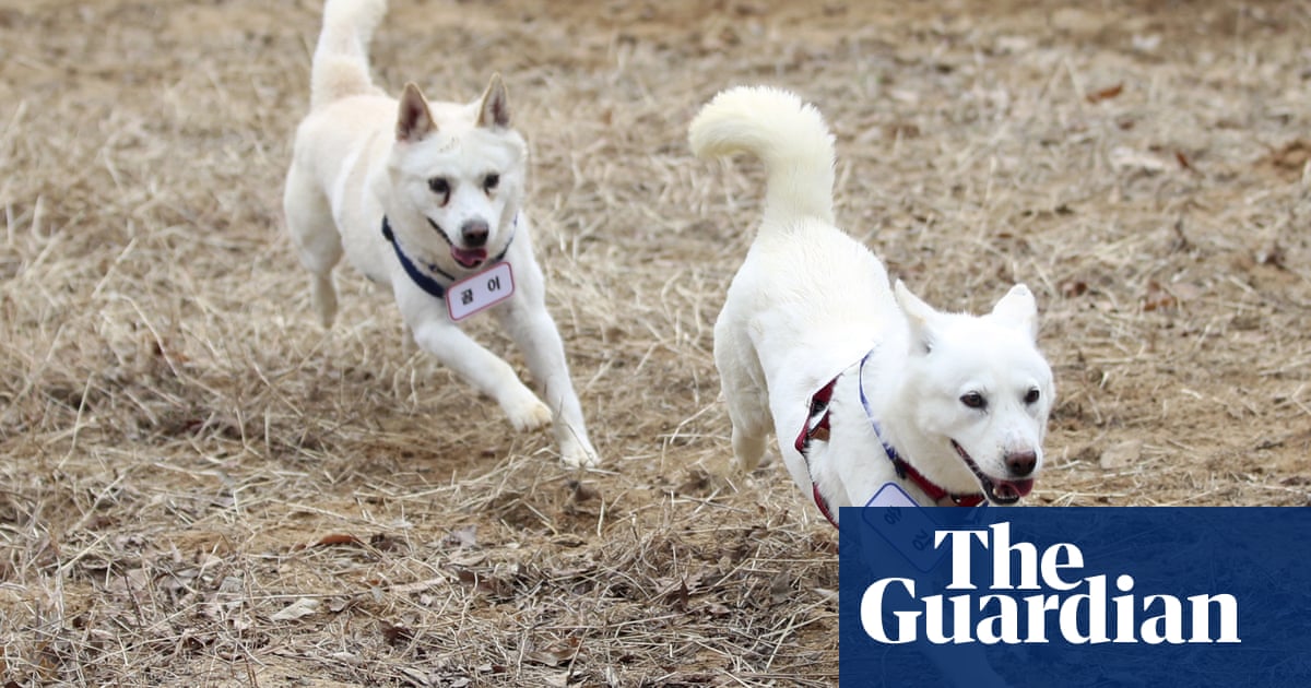 Kim Jong-un dogs end up at South Korean zoo after care costs row – The Guardian