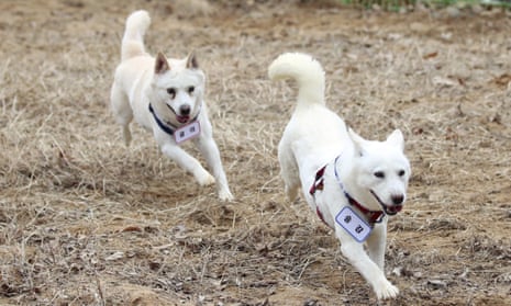 Gomi (left) and Songgang are unveiled at a park in Gwangju, South Korea