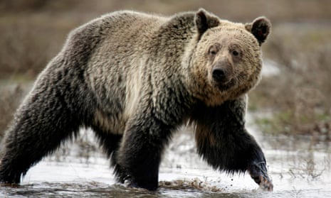 A grizzly bear in Yellowstone national park.