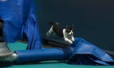 Cat interrupts Venus Williams match at Miami Open
