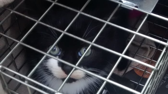 First Catch Your Feral Kitten Then Call In The Experts Patrick