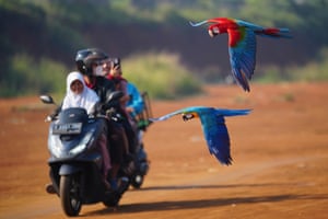 Macaws fly past a family on a scooter during a training session in a field in Depok, on the outskirts of Jakarta, Indonesia
