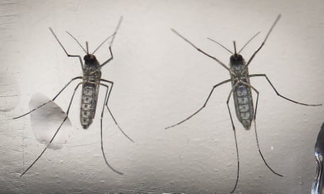 The Aedes aegypti, which can carry Zika as well as malaria and dengue.