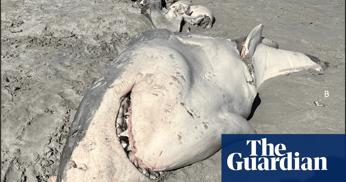 Orcas hunt great white sharks in Australian waters and eat their livers ...
