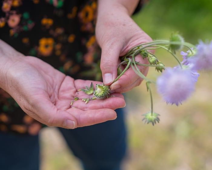 Eden Project wildflower centre issues climate warning as it marks 25th year