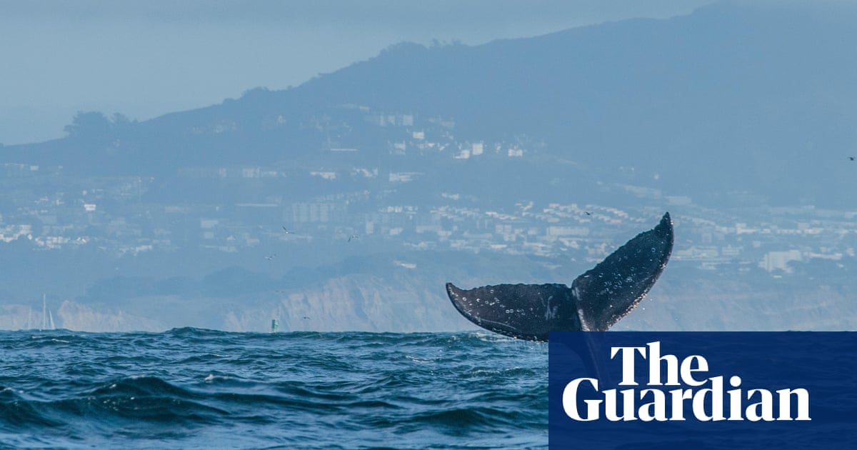 Humpback whales back in Britain, with rise in sightings from Kent to Isles of Scilly | Whales Humpback whales back in Britain, with rise in sightings from Kent to Isles of Scilly | Whales