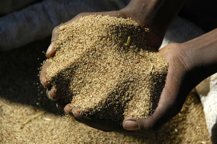 Two hands hold a mound of tiny grains.