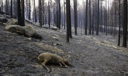 One of the millions of casualties of the Dixie fire.